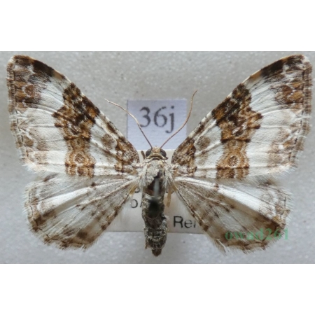 Epirrhoe rivata (Hübner, 1813) Paśnik rzeczek Czech36j